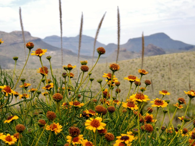 Yellow Flowers
