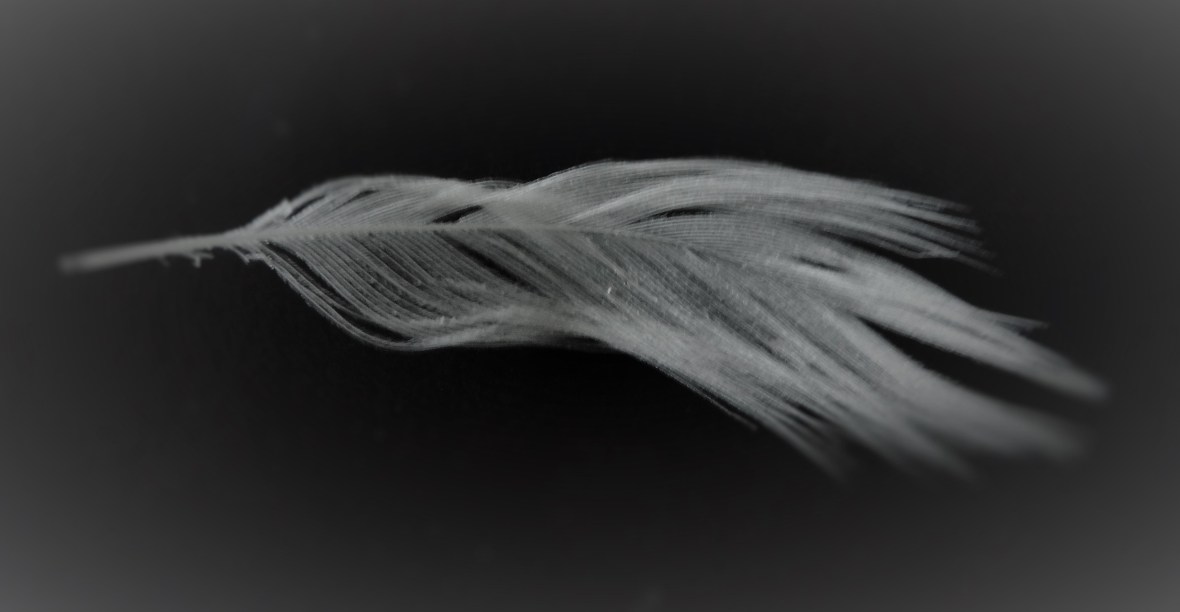 angel feather