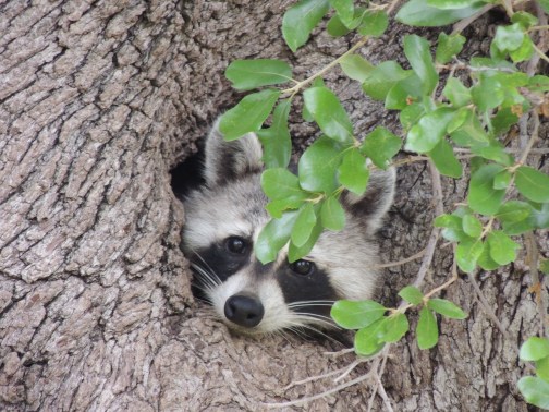 Racoon in tree
