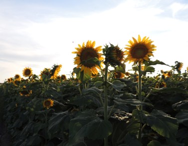 Sunflower crop