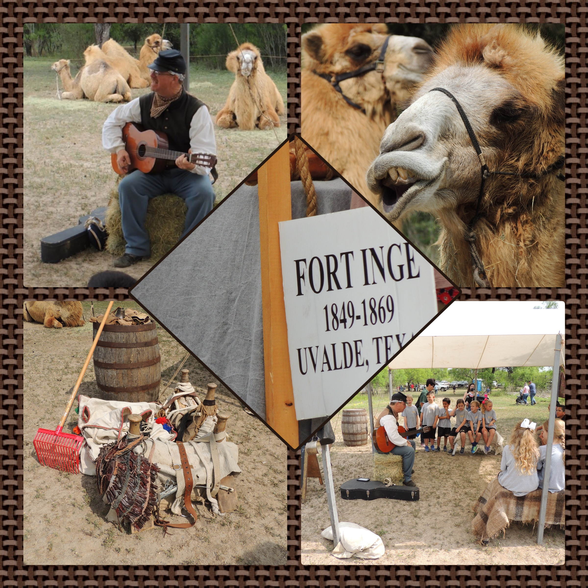 Great Camel Experiment