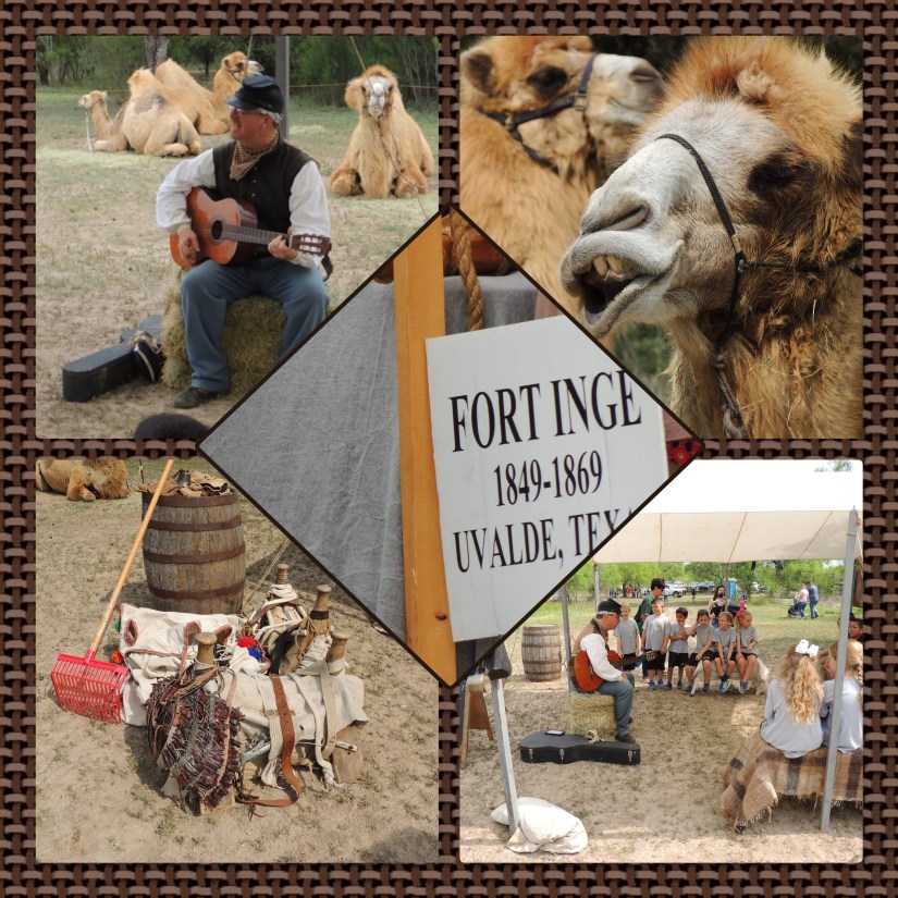 Great Camel Experiment