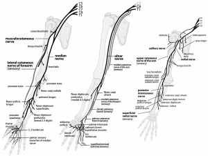 Peripheral Nerves of the Upper Extremity