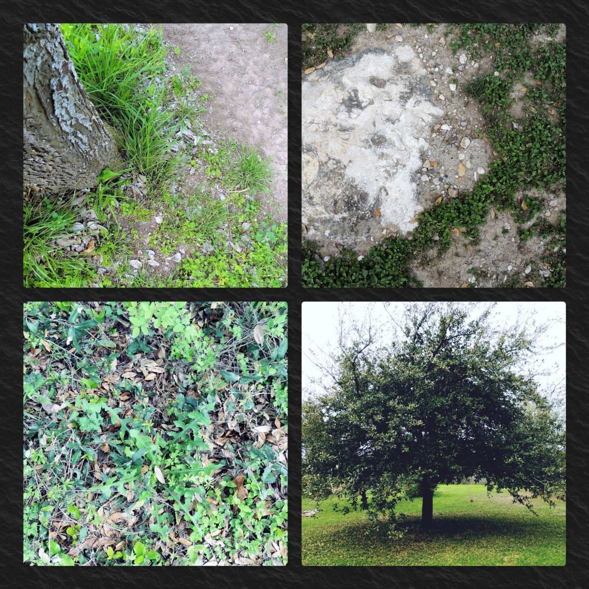 Parable of the Sower color