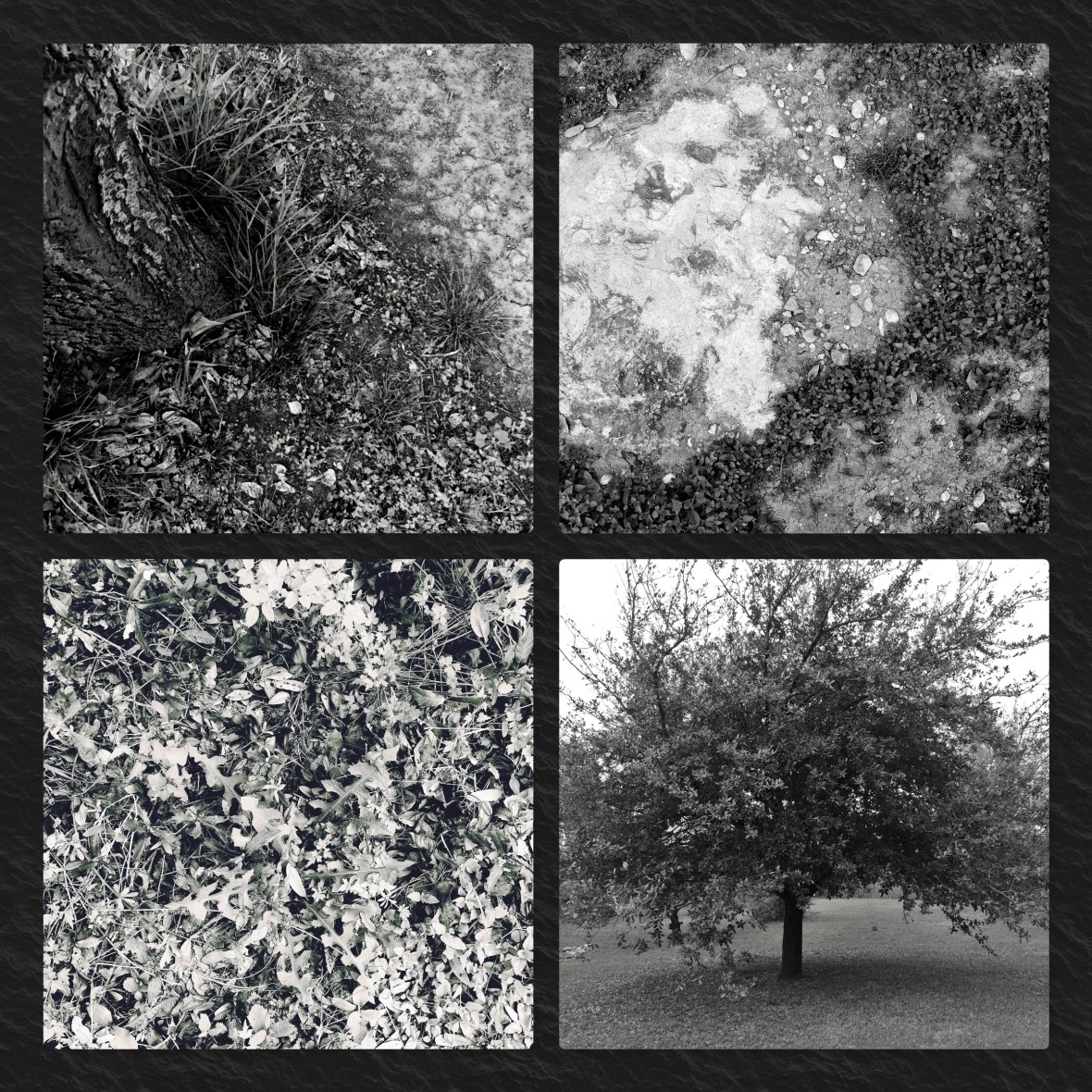 Parable of the Sower