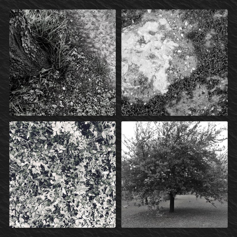 Parable of the Sower