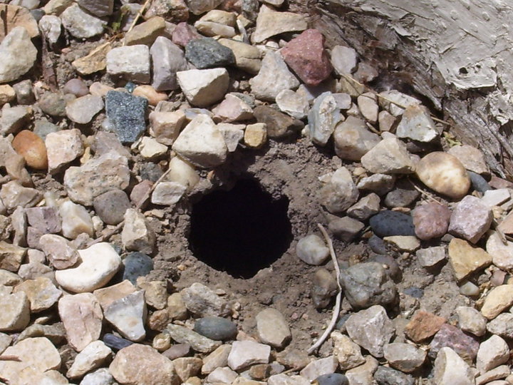 Squirrel Hole