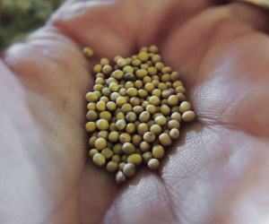Mustard seeds